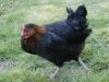Bovan's Nera