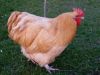 Buff Orpington